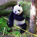 Live Panda Bear Web Cams