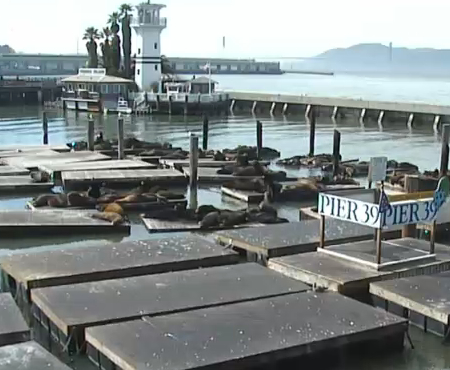 Live Sea Lion Webcams